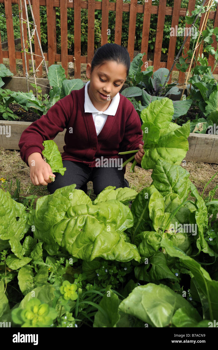 Una ragazza aiuta a scovare gli spinaci in una visita di un riparto locale progetto per imparare circa il giardinaggio e l'ambiente Foto Stock