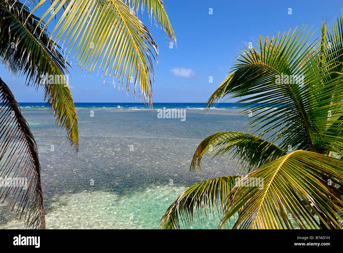 Vista attraverso le palme delle acque poco profonde della barriera corallina di Caye, Mar dei Caraibi, Belize, America Centrale Foto Stock