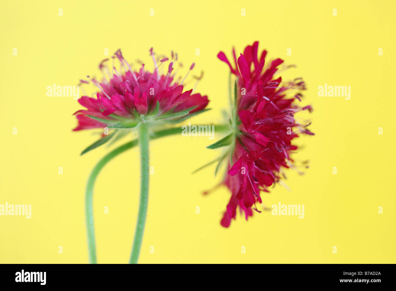 Due campi di Scabiouses o Gipsy Rose (Knautia arvense) Foto Stock