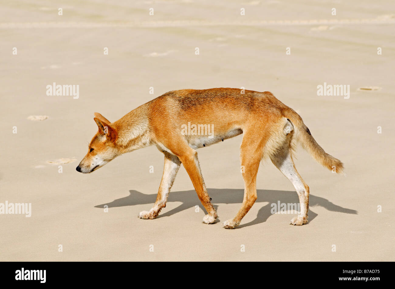Dingo (Canis lupus dingo) sulla spiaggia di Fraser Island, Queensland, Australia Foto Stock