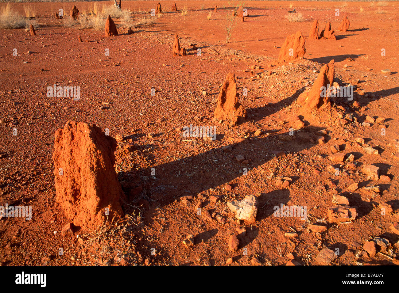 Termite hill nell'outback, Territorio del Nord, l'Australia Foto Stock