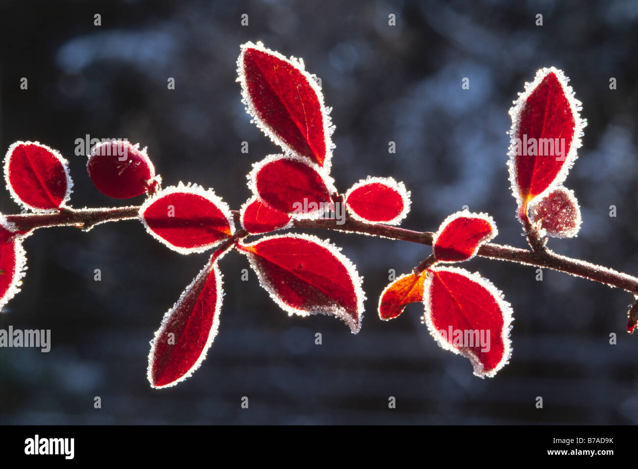 Red lasciare bordi rivestiti di trasformata per forte gradiente frost, Tirolo del nord, Austria, Europa Foto Stock