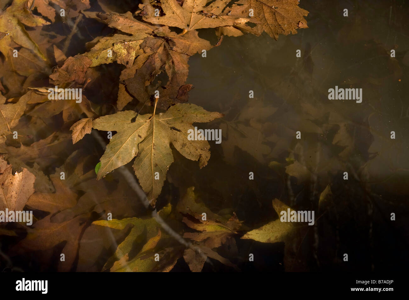 Foglie in una piscina a terrazza tropicale rovine in Solstice Canyon, Malibu. Foto Stock
