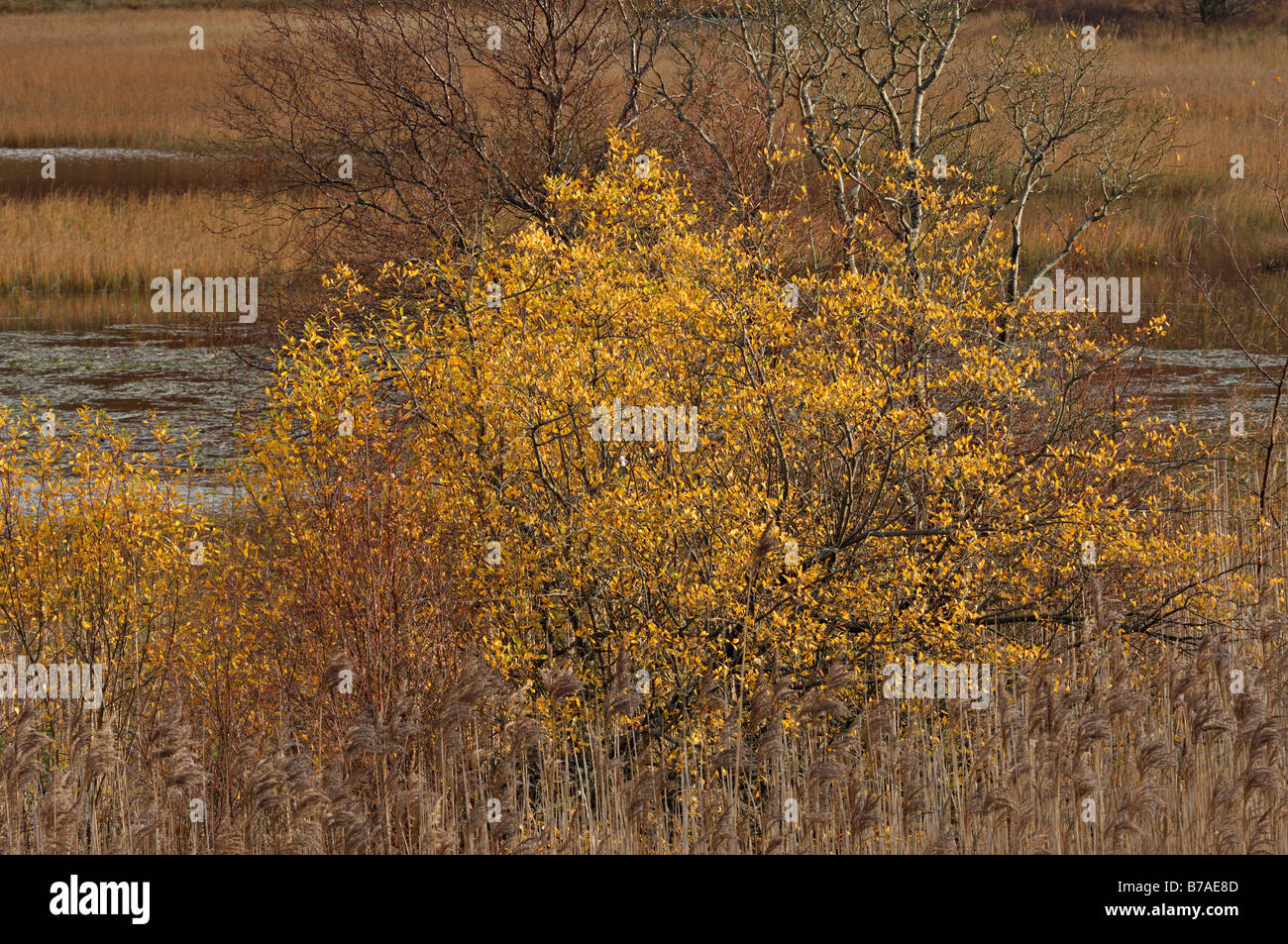 Wild arbusti e cespugli in autunno i colori in una canna di stagno riempito in Strath Tummel, Perthshire, Scotland, Regno Unito Foto Stock
