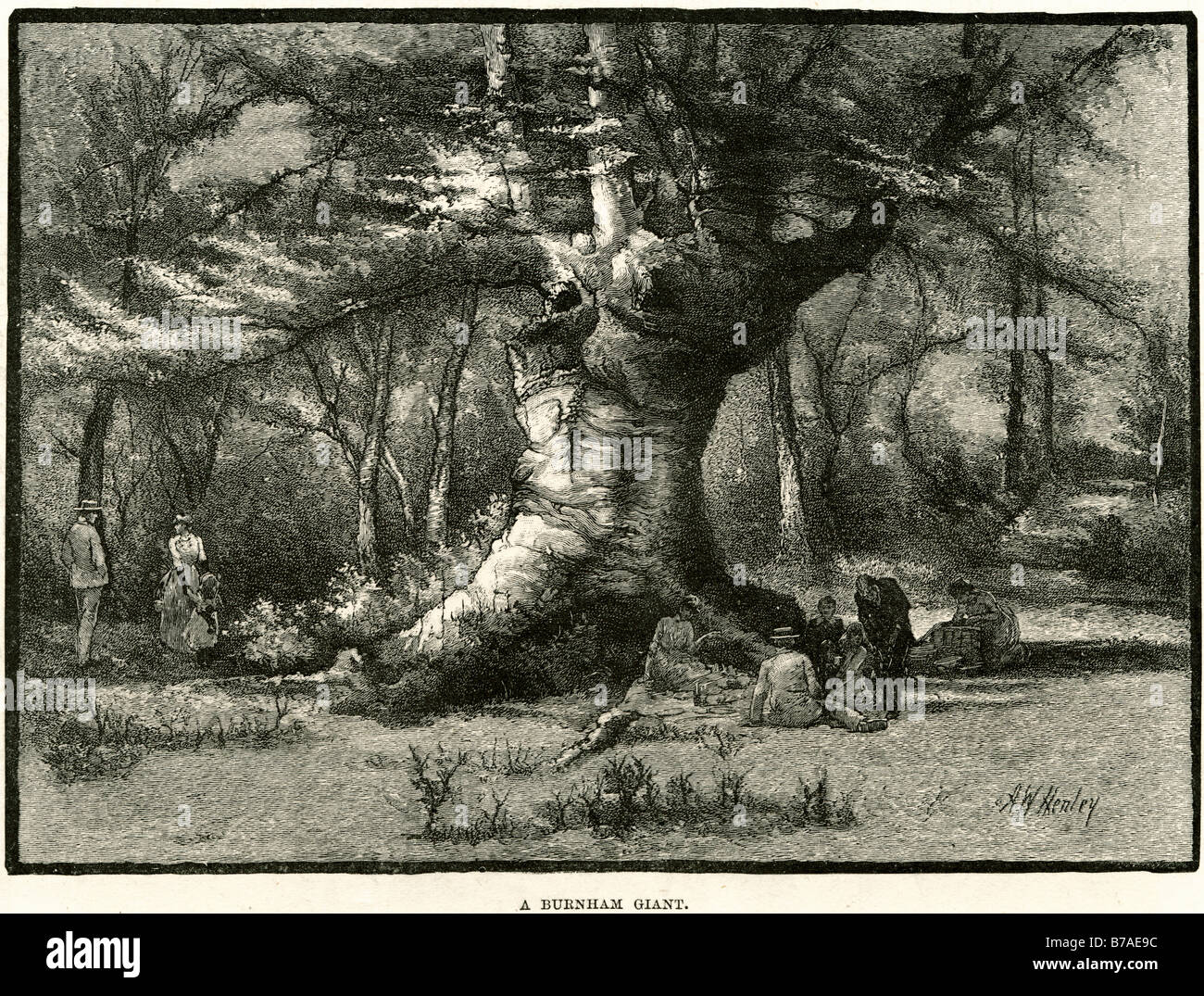Burnham albero gigante antica balestra sottopancia botanico pranzo picnic famiglia Burnham Beeches è un'area di 540 acri (220 ettari) di un Foto Stock