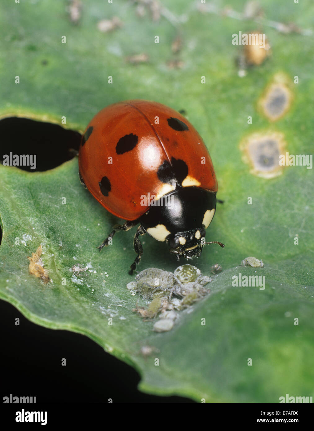 Sette spot ladybird (Coccinella settempunctata) che si nutrono su afidi di cavolo mealy Foto Stock