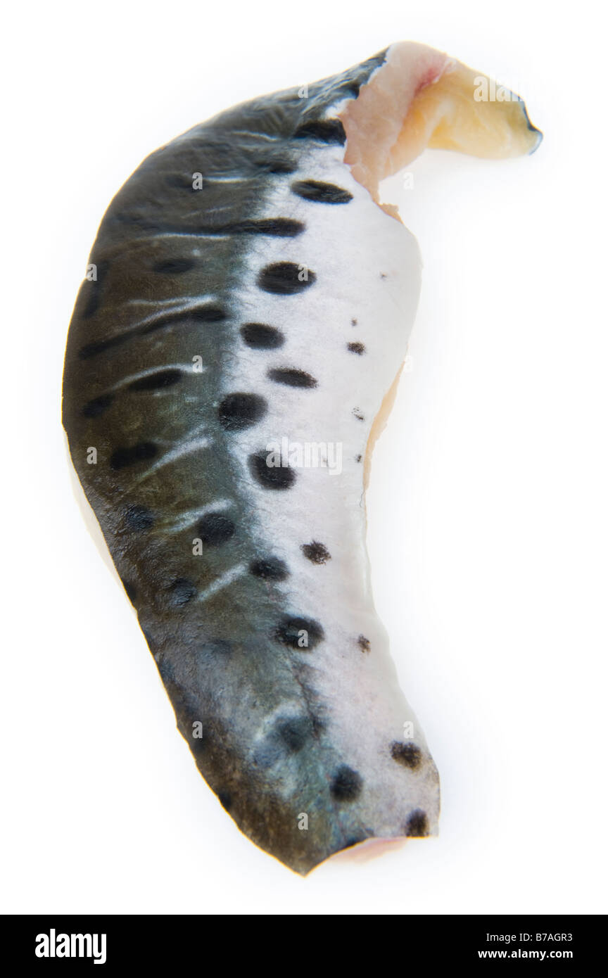 Il filetto di pesce gatto tigre Pseudoplatystoma fasciatum brasil Filet Fillet ha sottolineato i punti di bianco e nero spot bw spotted bella pelle Foto Stock