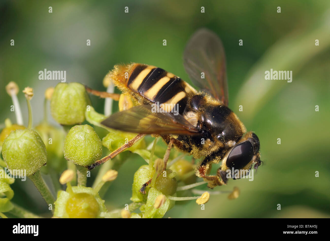 Hoverfly Sericomyia silentis femmina Foto Stock