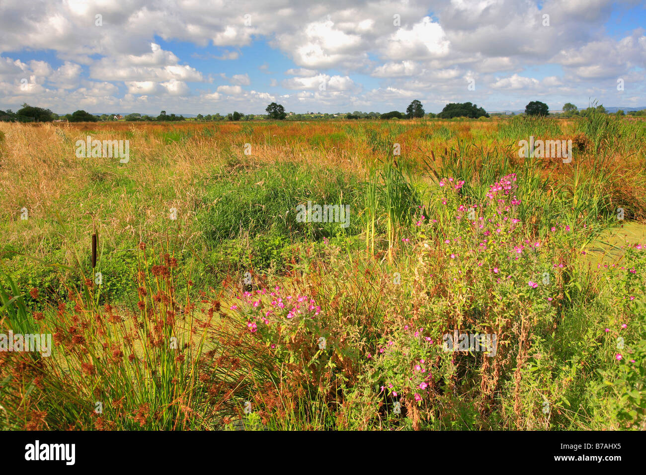 Paesaggio estivo a livelli di Somerset County Inghilterra UK paesaggi scene viste mozzafiato della bella campagna grande all'aperto Foto Stock