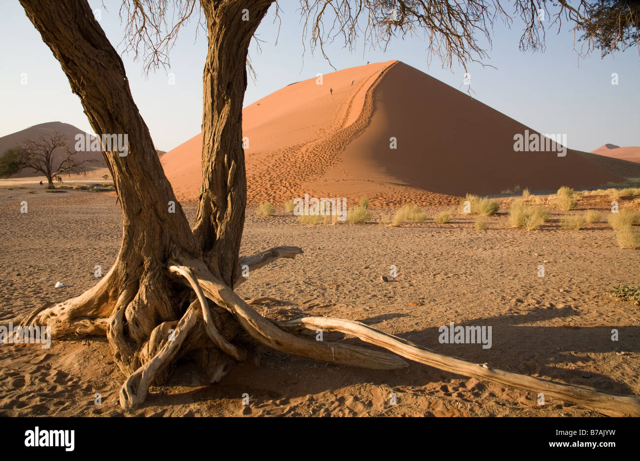 Dune 45 al Sossusvlei incorniciata da un molto vecchio albero Foto Stock