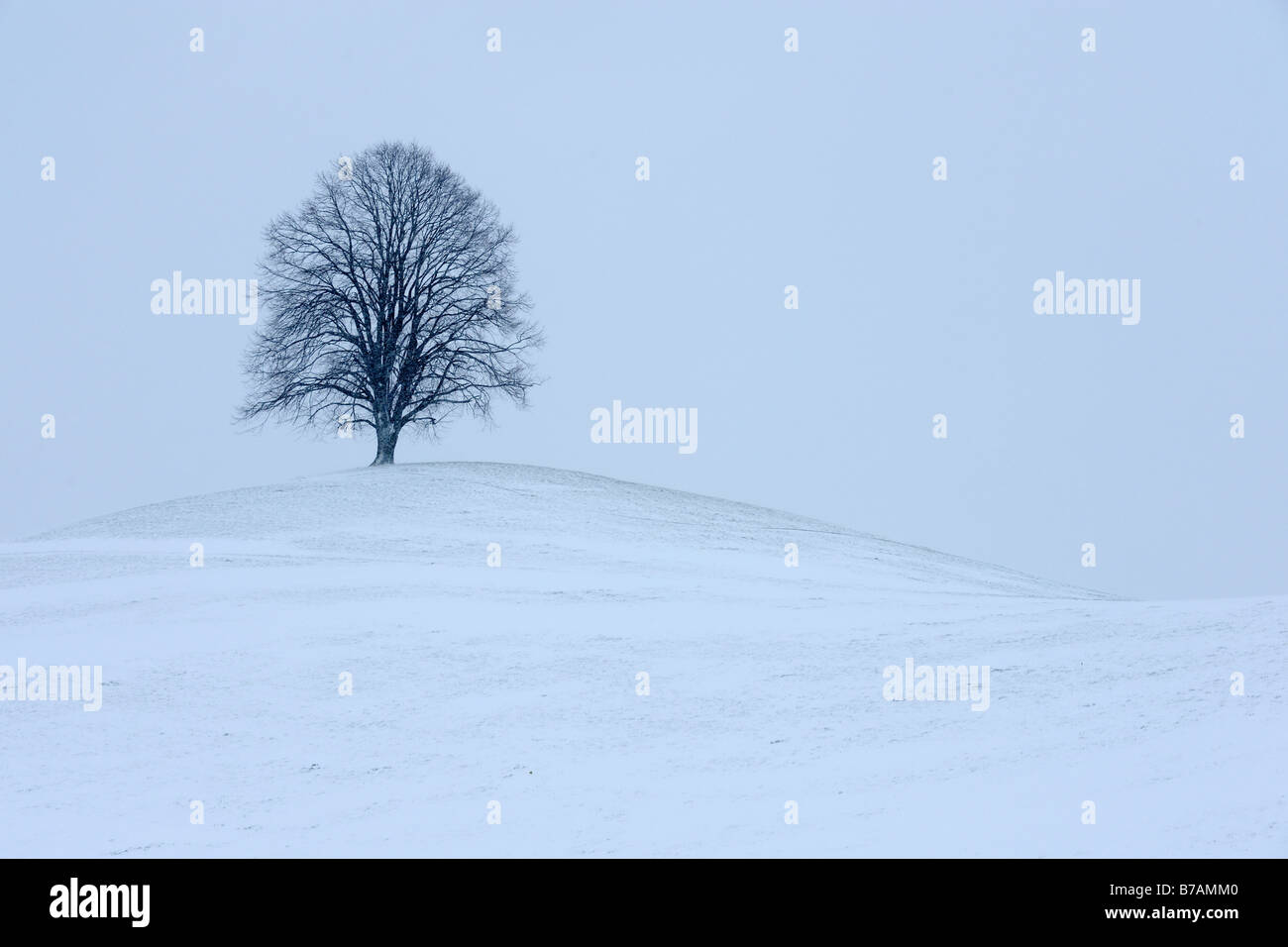 Tiglio, Linden, basswood (Tilia) su appena coperto di neve e la collina morenica Foto Stock