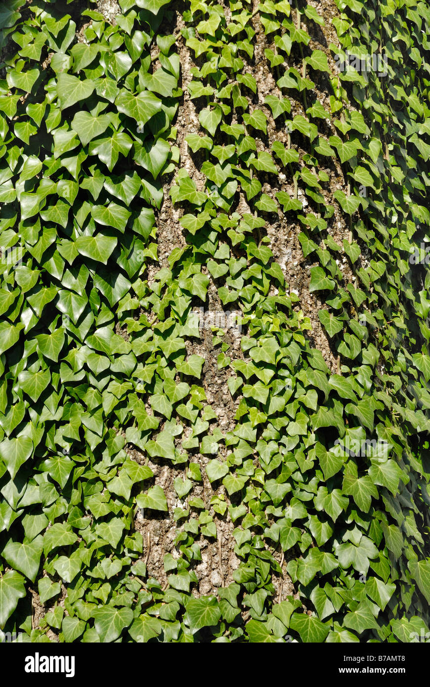 Il novellame di foglie d'edera (Hedera helix) sul tronco di una cenere (Fraxinus excelsior), Maria Stein, Tirolo, Austria, Europa Foto Stock