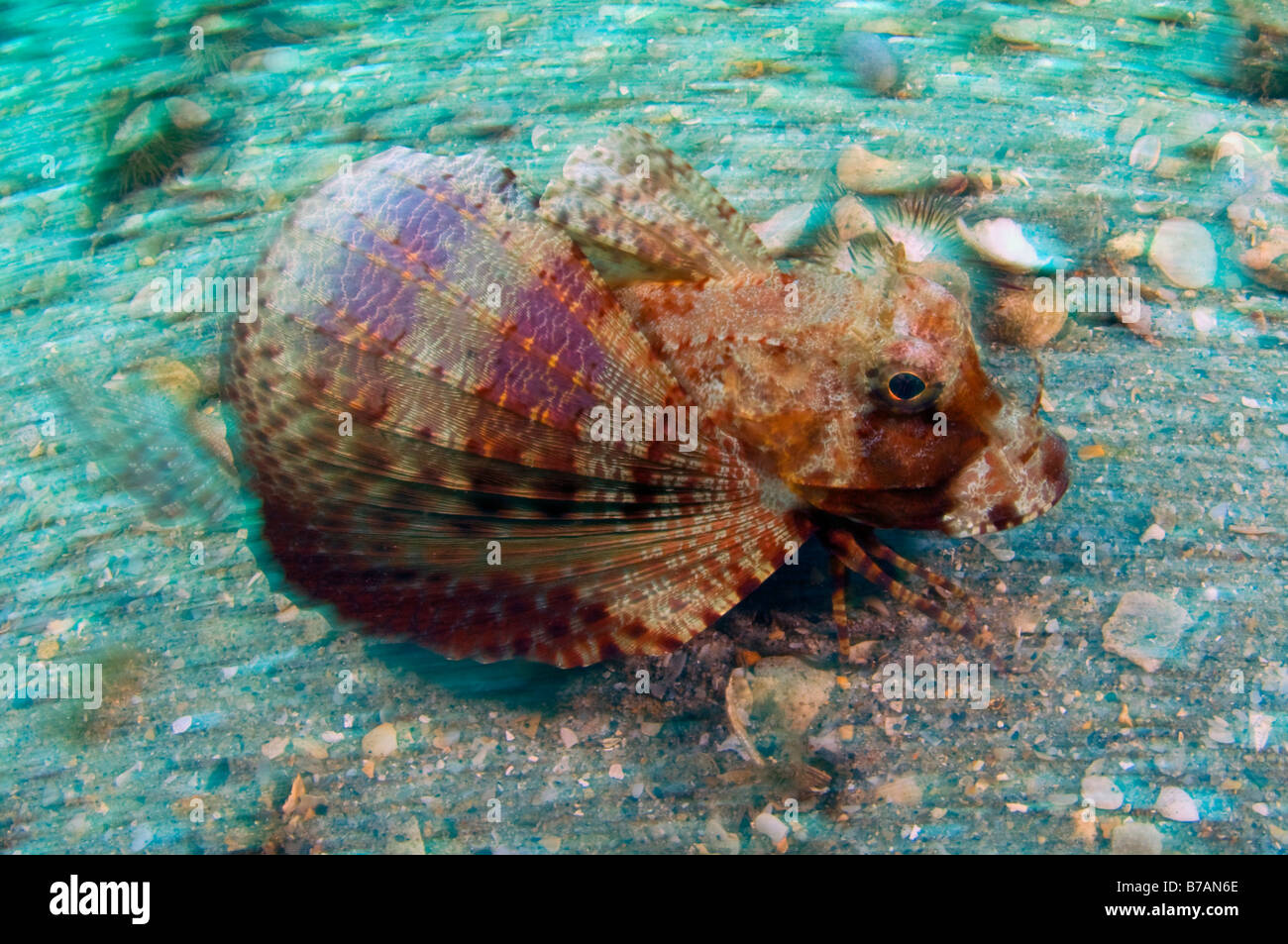 Mare Bandtail Robin Prionotus ophryas fotografato in Singer Island, FL Foto Stock