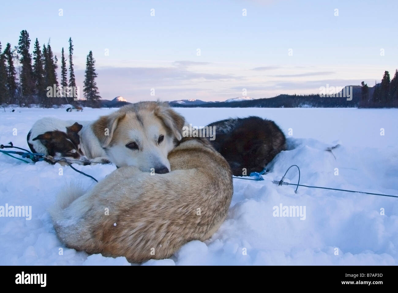 Raggomitolati slitte trainate da cani, cani da slitta in appoggio sulla neve, dawn, Yukon Territory, Canada, America del Nord Foto Stock
