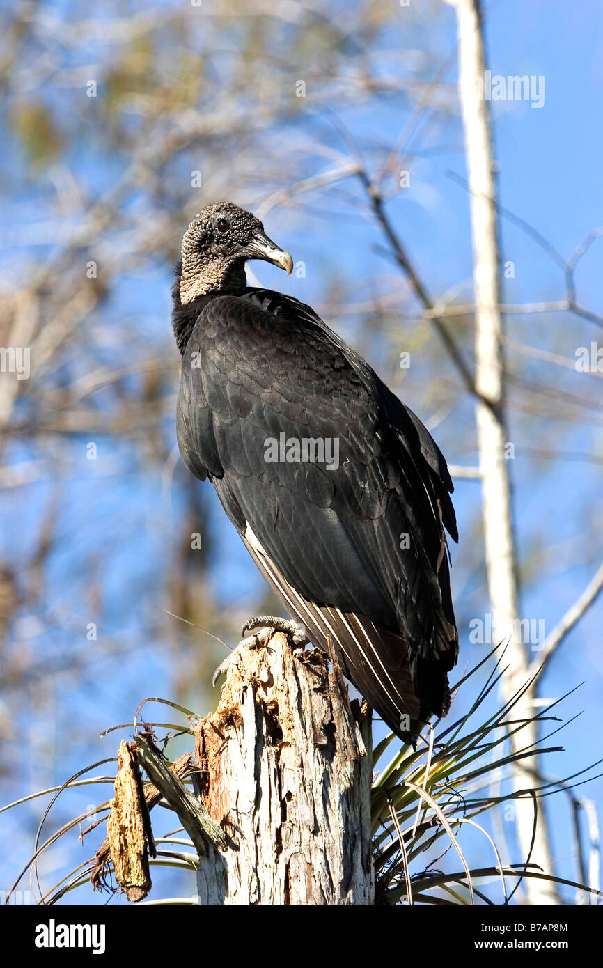 Avvoltoio nero (Coragyps atratus) Foto Stock