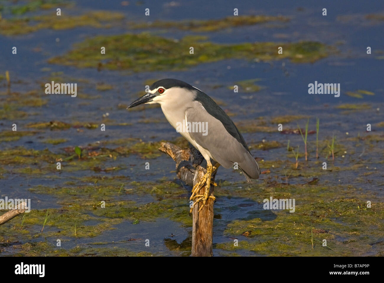 Nitticora (Nycticorax nycticorax) Foto Stock