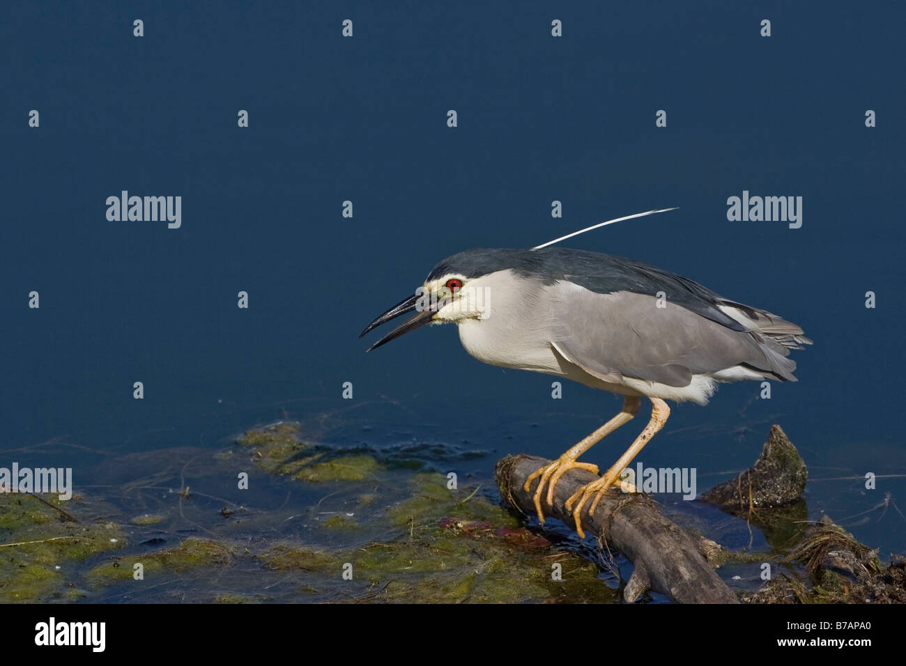 Nitticora (Nycticorax nycticorax) Foto Stock