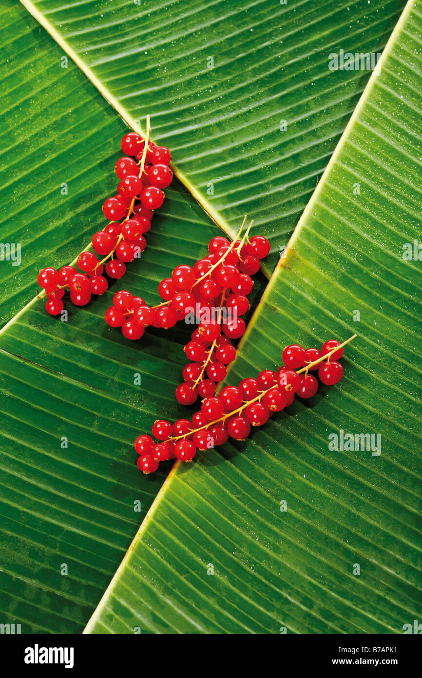 Ribes rosso (Rubis rubrum), sul letto di foglie di banano Foto Stock