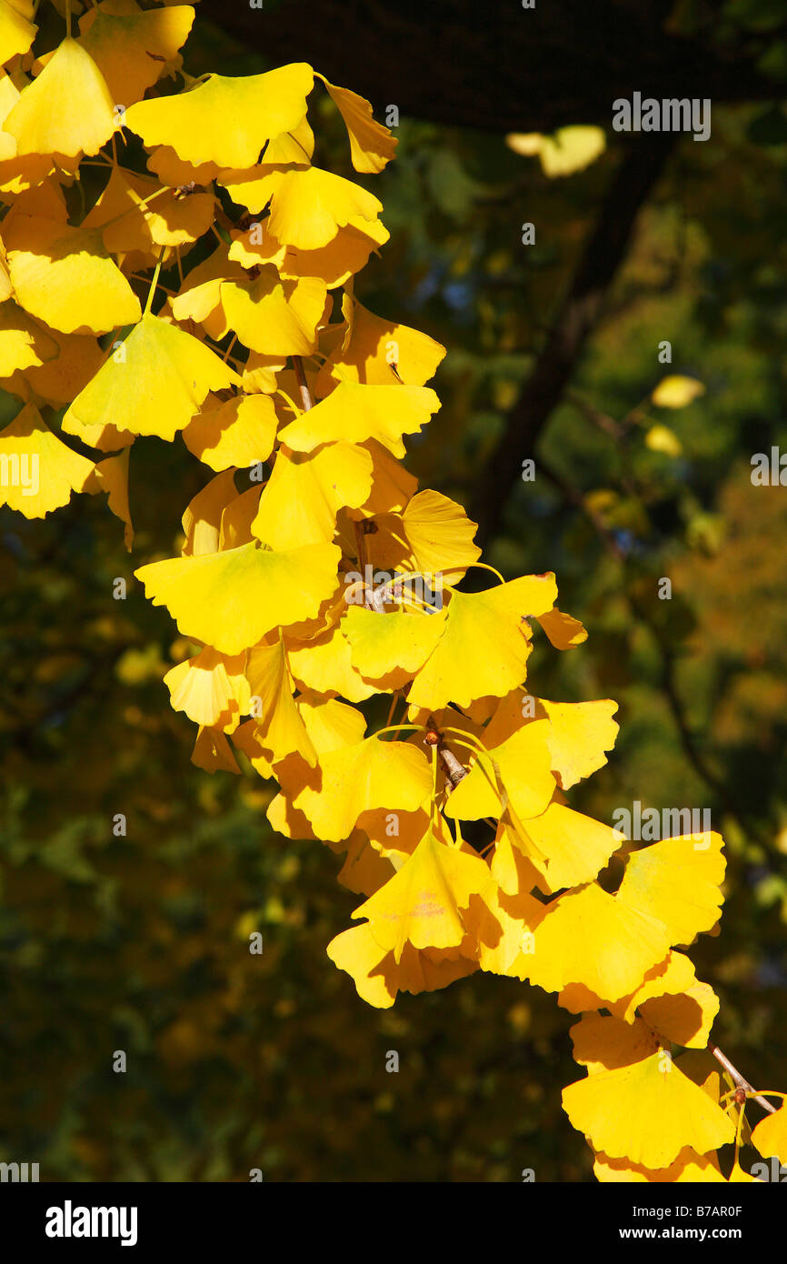 Il Ginkgo tree, maidenhair-tree (Ginkgo biloba), le foglie in autunno colori, giallo fogliame, delle piante medicinali Foto Stock