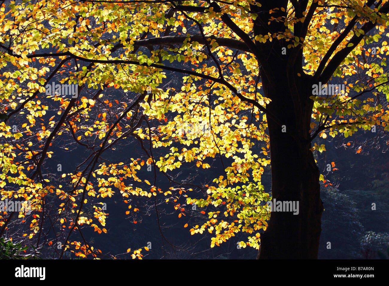 Comune di faggio faggio (Fagus sylvatica), le foglie in autunno i colori, in luce posteriore Foto Stock