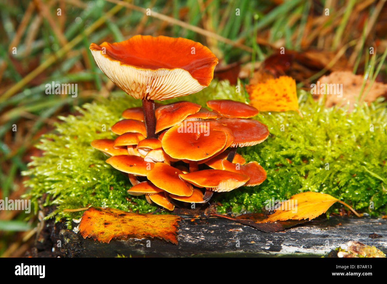 Colore arancio funghi su moss-coperto ceppo di albero in una palude Foto Stock