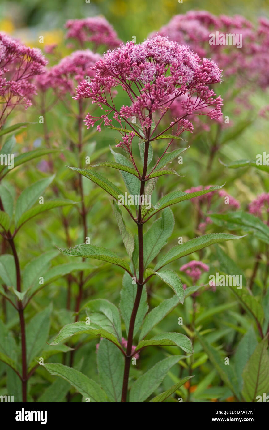 EUPATORIUM MACULATUM ATROPURPUREUM JOE PYE WEED Foto Stock