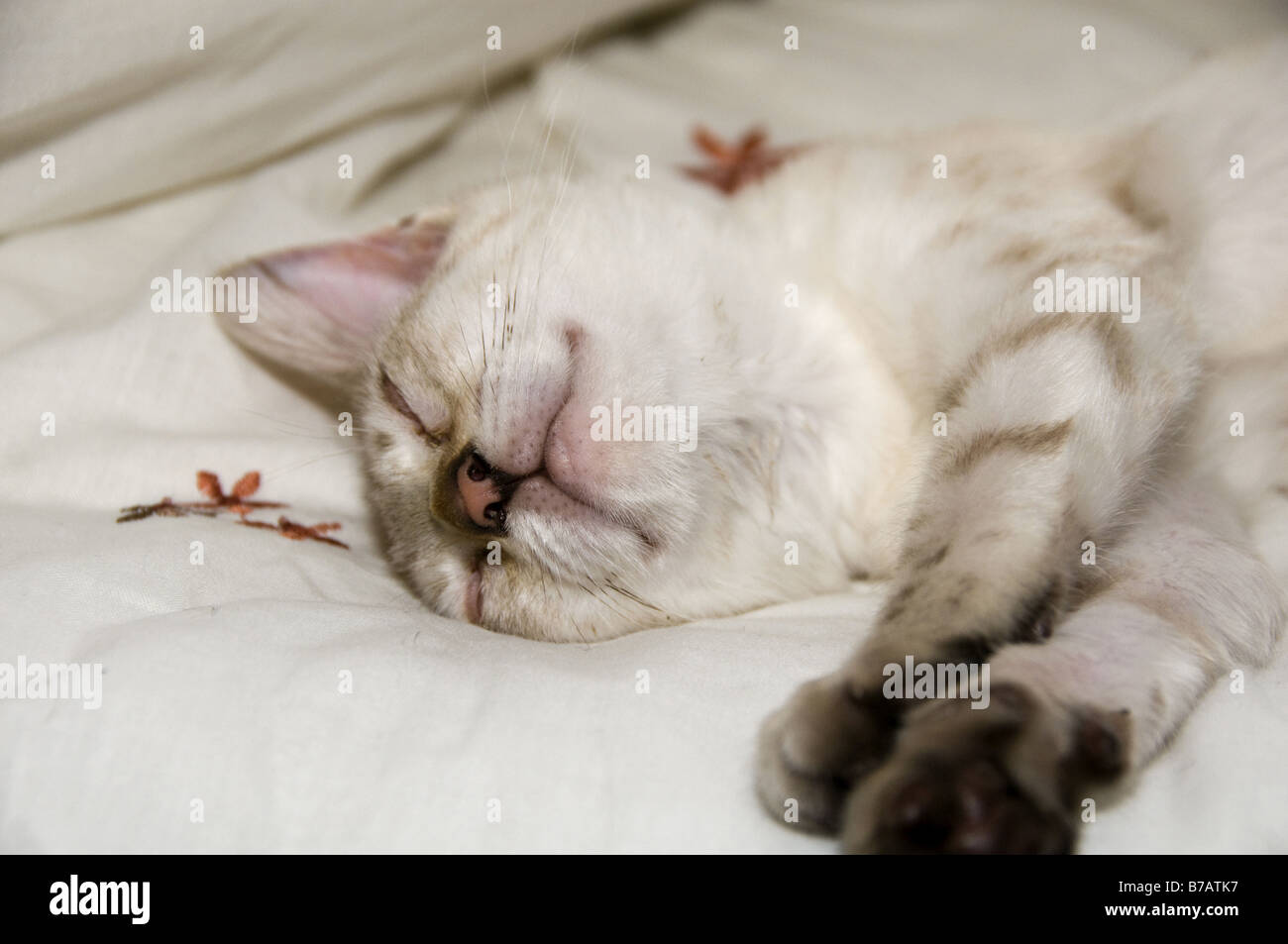 Un Bengala gattino dormire su un letto Foto Stock