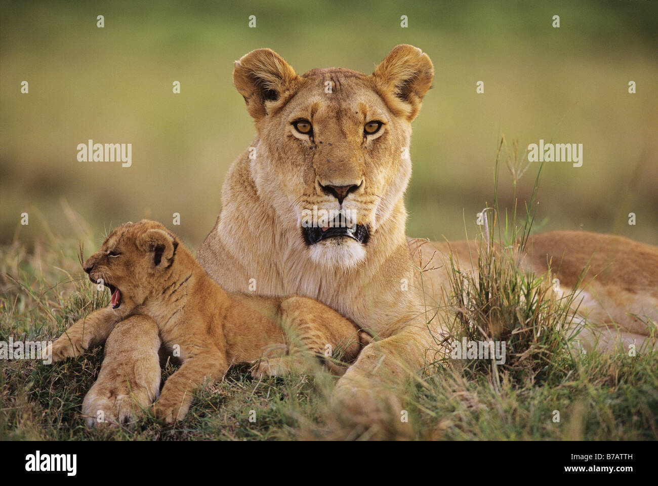 Madre Lion proteggere stanco Cub Foto Stock