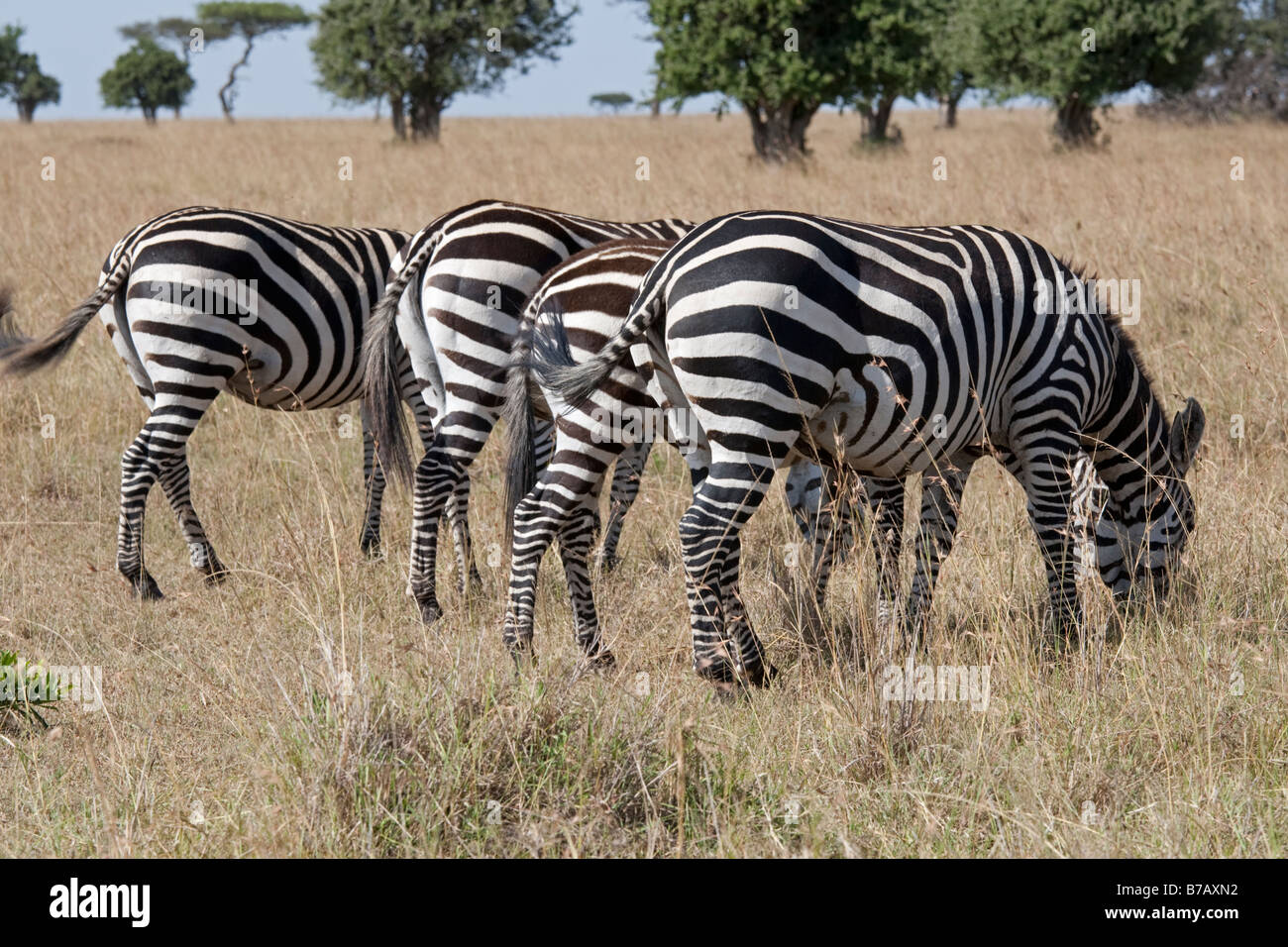 Zebra quattro fondi di Equus burchelli su Savannah pianure Masai Mara riserva nord Kenya Foto Stock