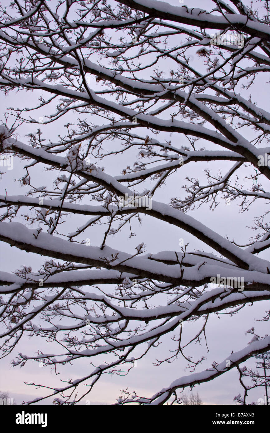 Rami di alberi coperti di neve in inverno. Foto Stock