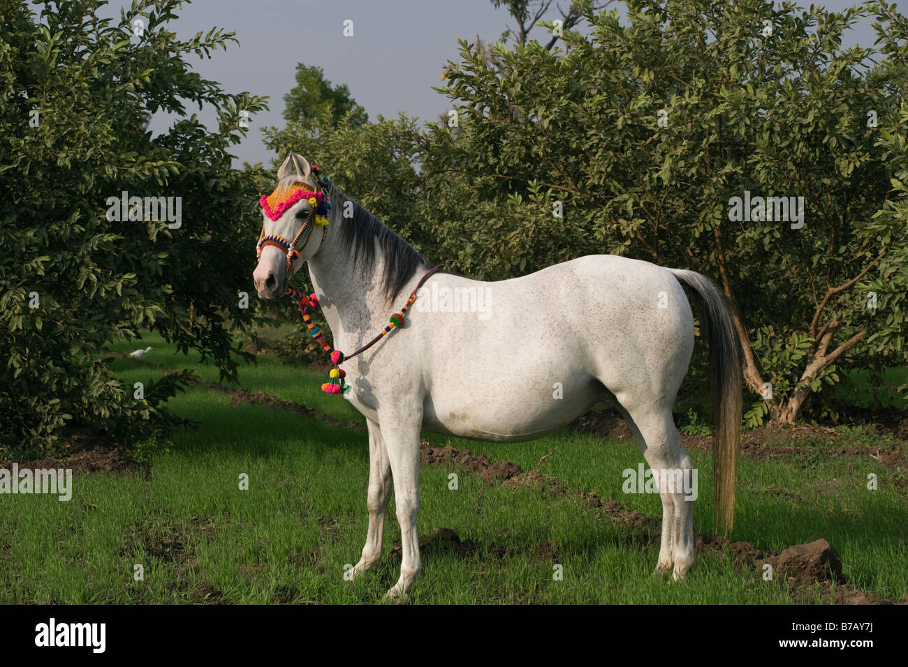 Cavallo India orecchie curvo Asia esotiche Indiane asiatiche Foto Stock