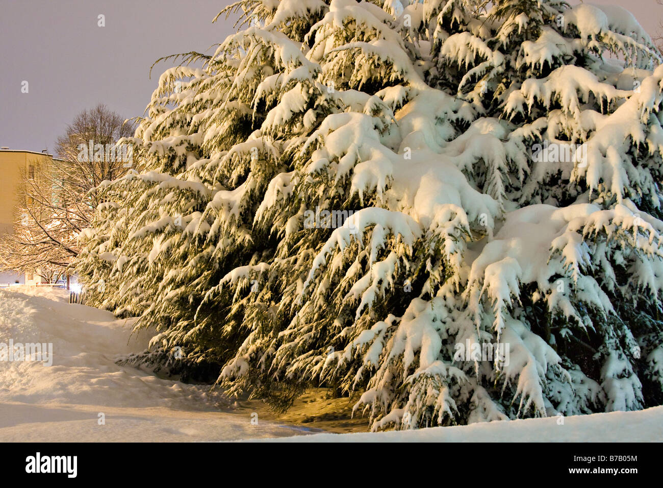 Eastern Hemlock Trees (Tsuga canadensis) coperto di neve. Foto Stock