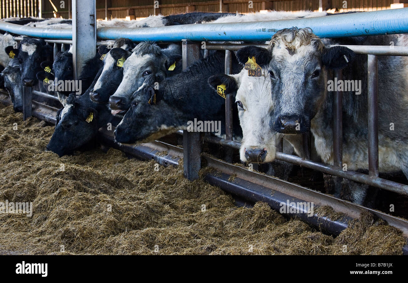 Bovini nella stalla, alimentando il sillage, Foto Stock