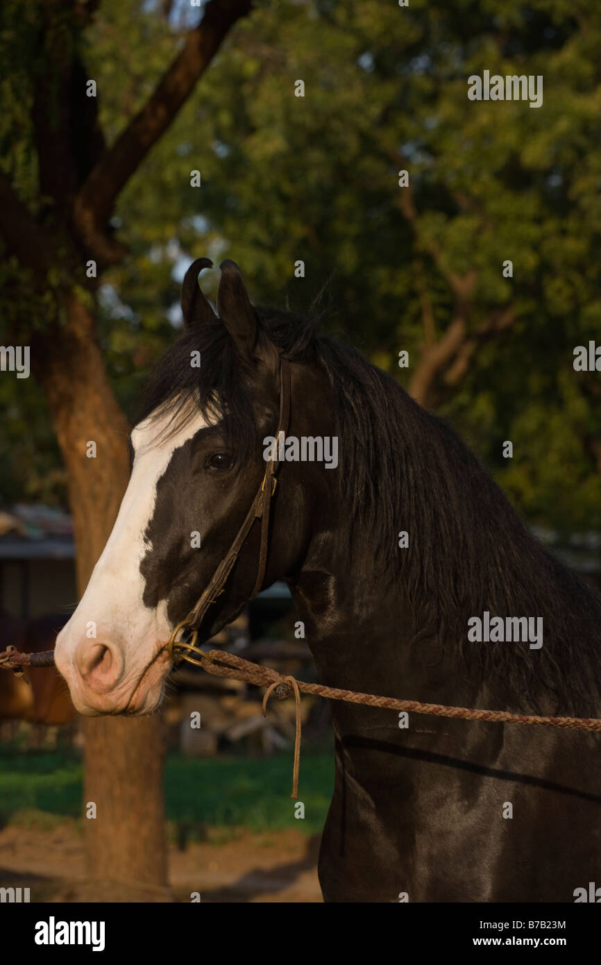 Cavallo India orecchie curvo Asia esotiche Indiane asiatiche Foto Stock