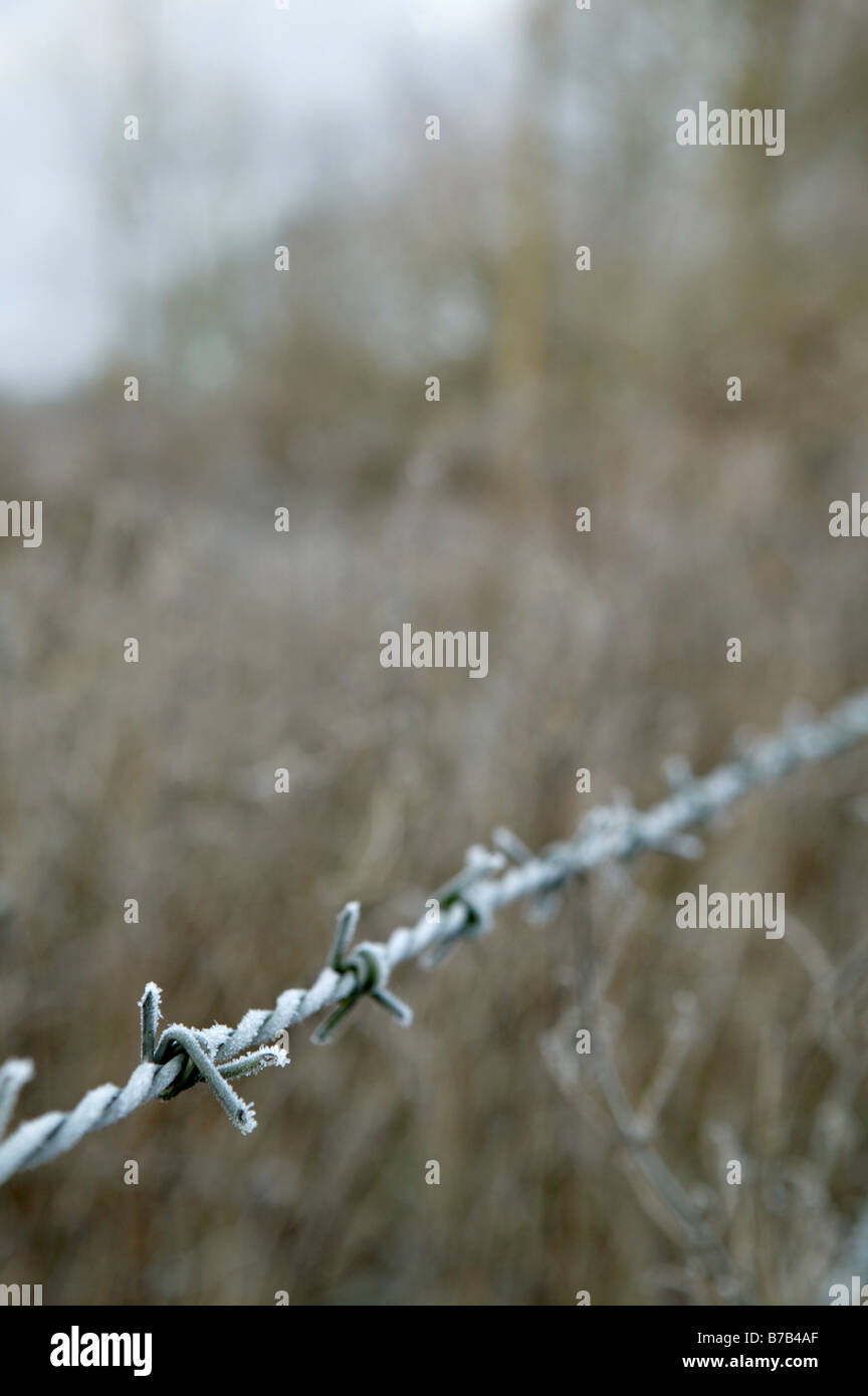 Filo spinato closeup con la messa a fuoco fine in un paesaggio rurale posizione durante i mesi invernali con la brina sul filo marrone e erba dietro Foto Stock