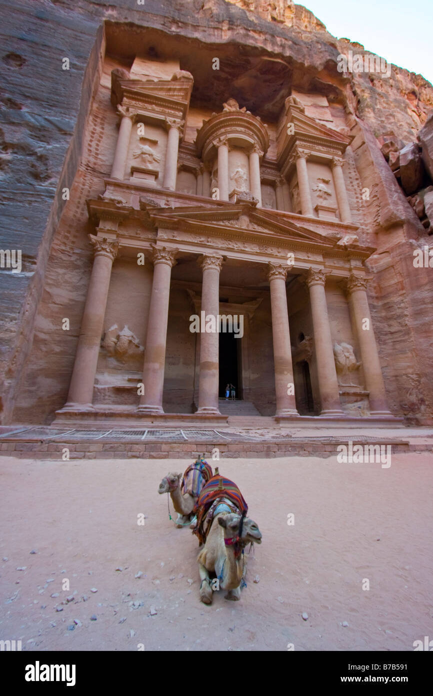 Cammelli presso il Tesoro nelle rovine di Petra in Giordania Foto Stock