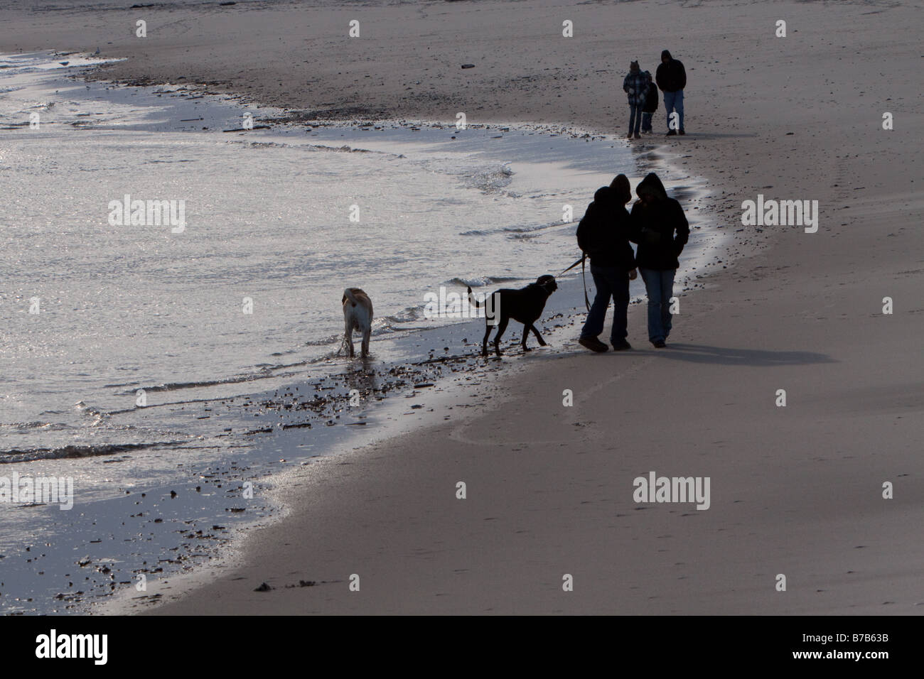 Due famiglie fuori per una passeggiata sulla spiaggia in una giornata invernale con i loro cani Foto Stock