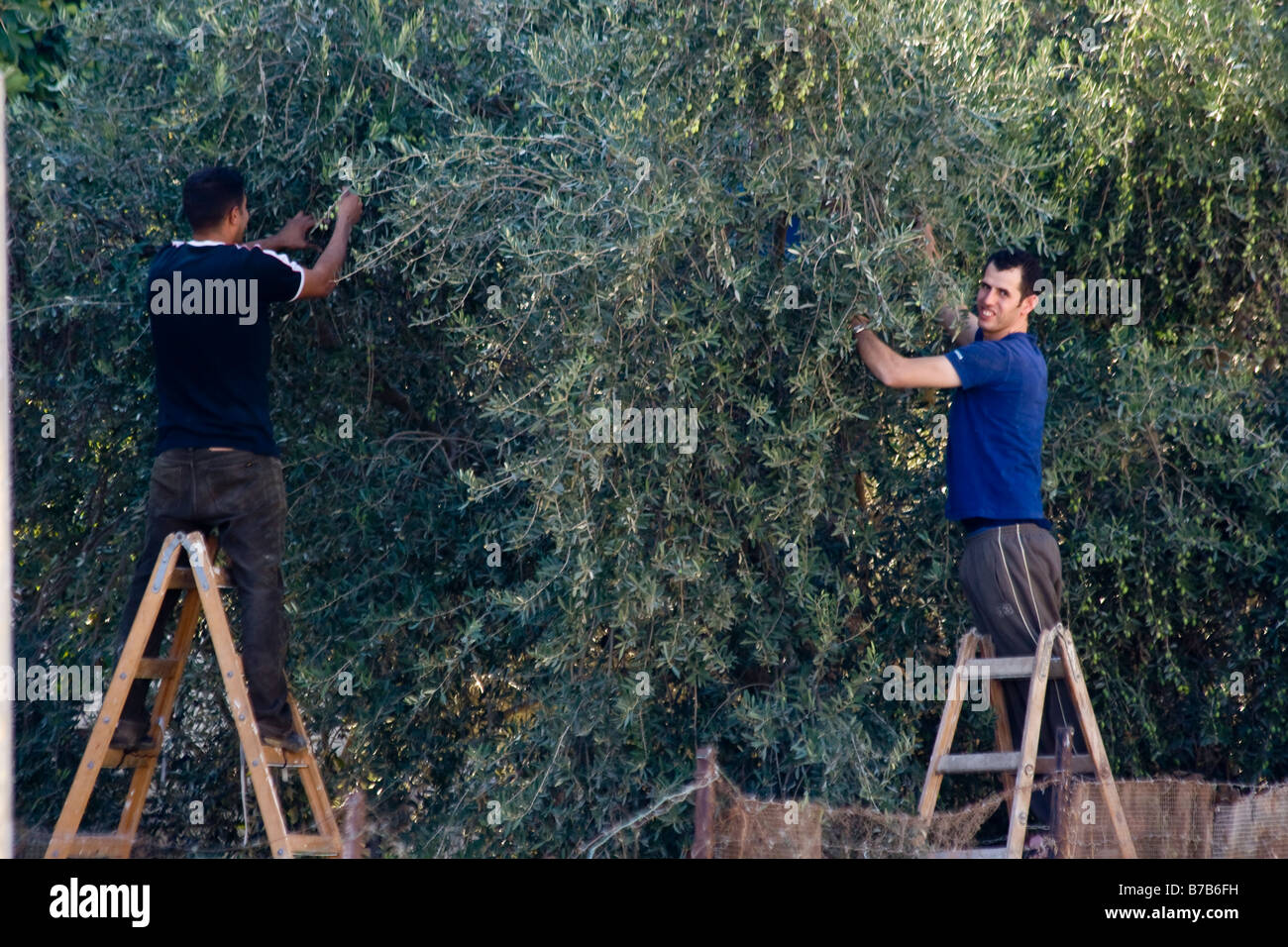 Palestinesi raccogliere le olive a Nablus Cisgiordania Territori palestinesi Foto Stock