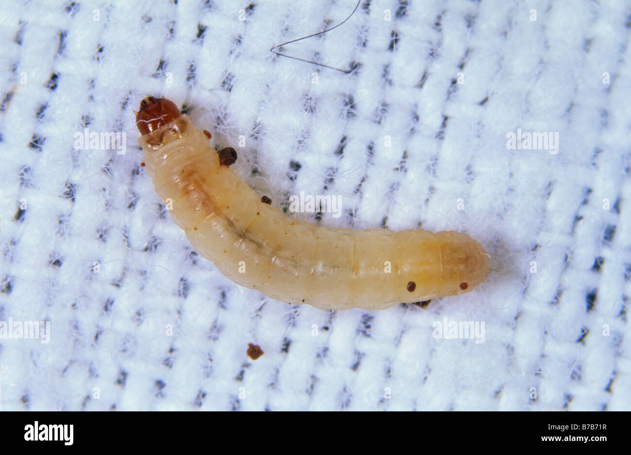 Vestiti moth Tineola bisselliella larva sul materiale Foto Stock