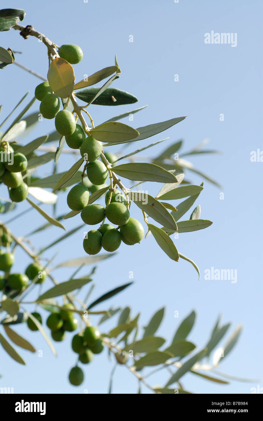 Toscana Italia Green Olive Foto Stock
