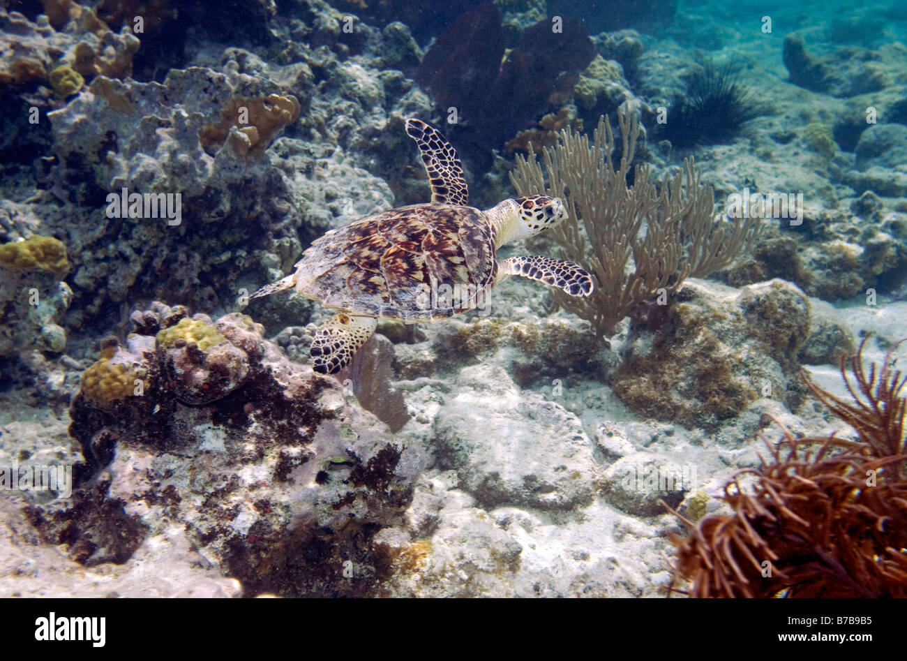 Un bambino tartaruga di mare nuota tra i coralli di Waterlemon Bay sull'isola di San Giovanni nelle isole Vergini degli Stati Uniti Foto Stock