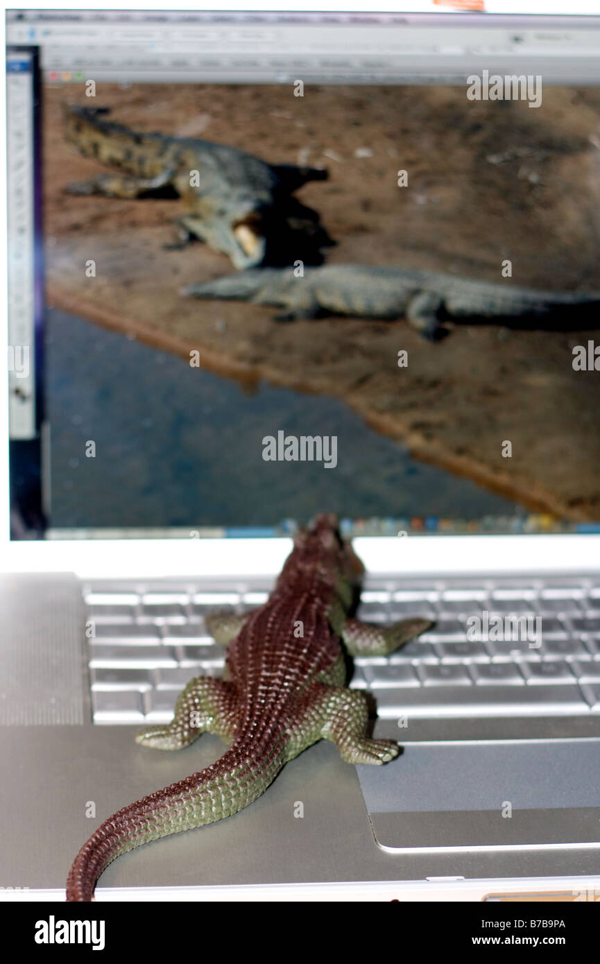 Un giocattolo di coccodrillo sulla chiave-scheda di un lap top. Foto Stock
