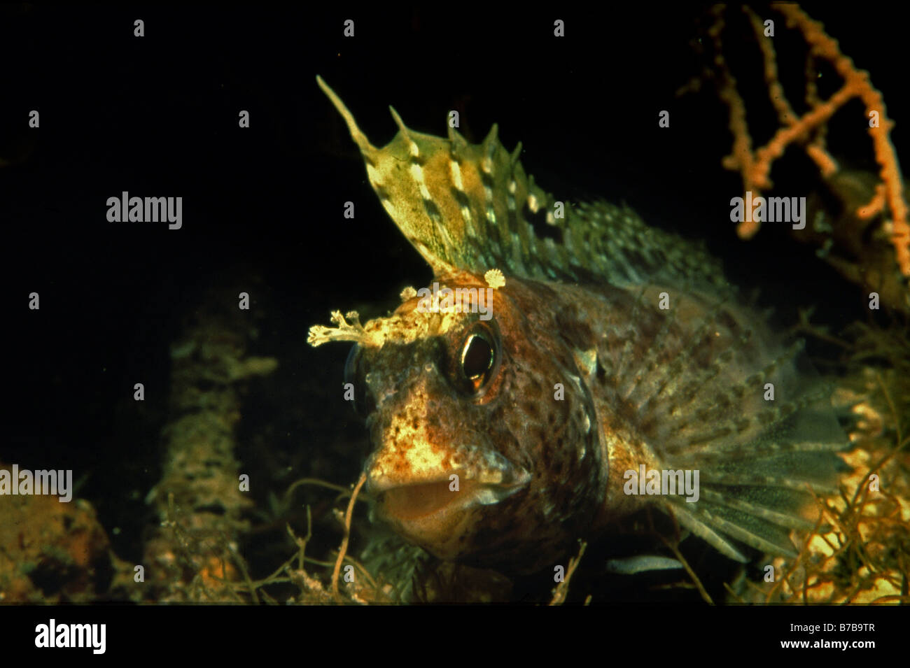 Butterfly bavose, Blennius ocellaris, che mostra la natura combattivo e alta pinna dorsale. SW Inghilterra Foto Stock