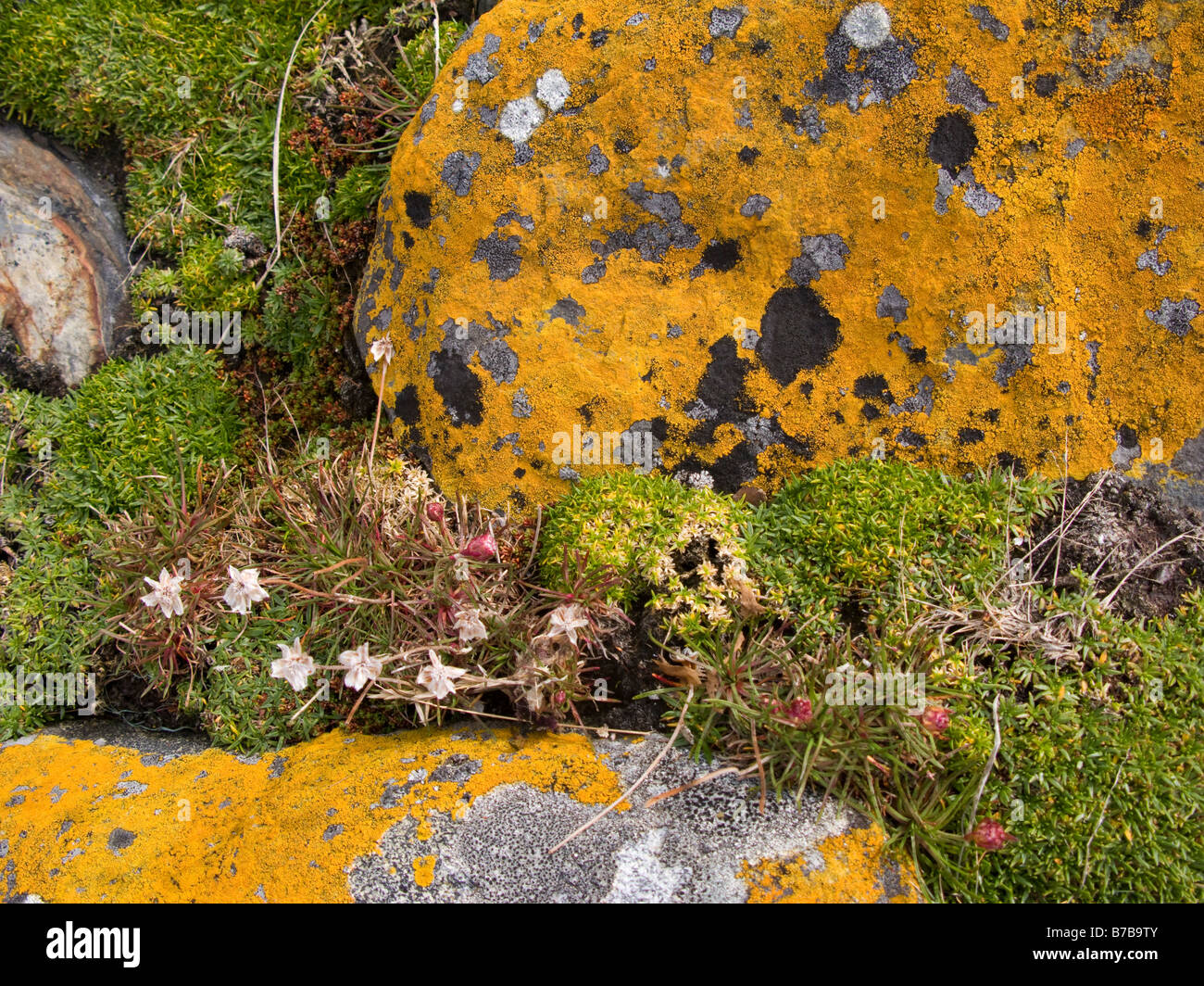 Licheni e piccoli fiori Tierra de Fuego Provincia Patagonia Cile Foto Stock