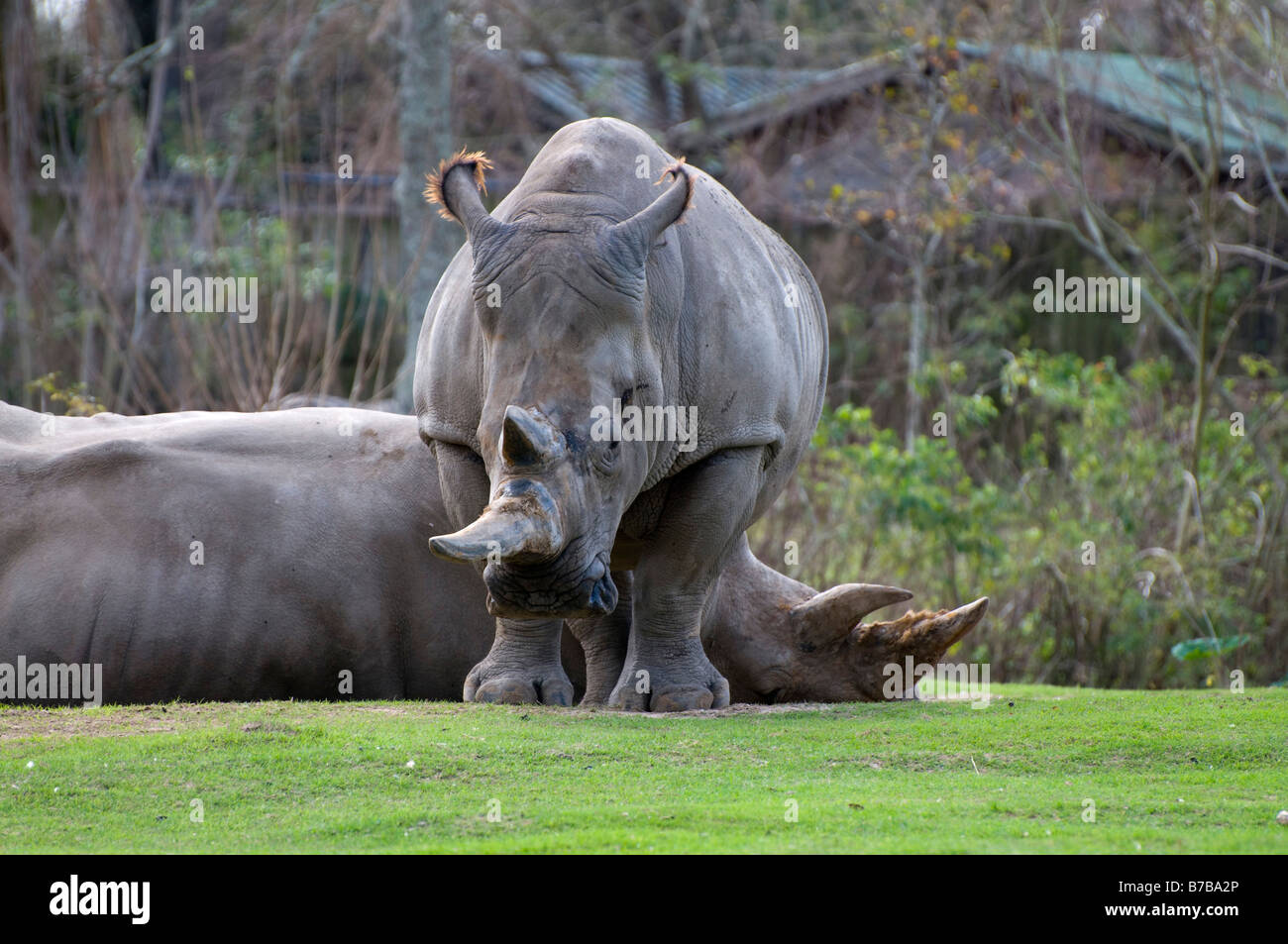 Una coppia di rinoceronti Foto Stock