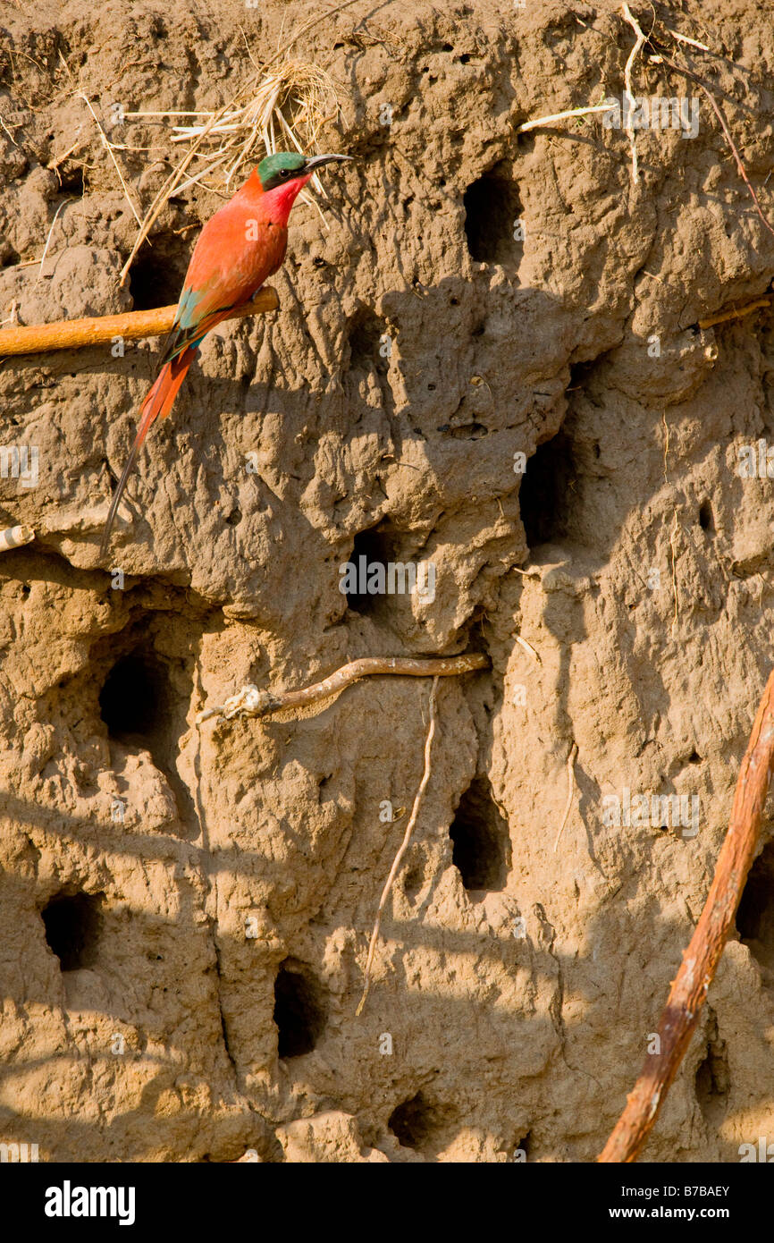 Southern Carmine gruccione guardie muro di fango nidi del gregge, Okavango Panhandle Foto Stock