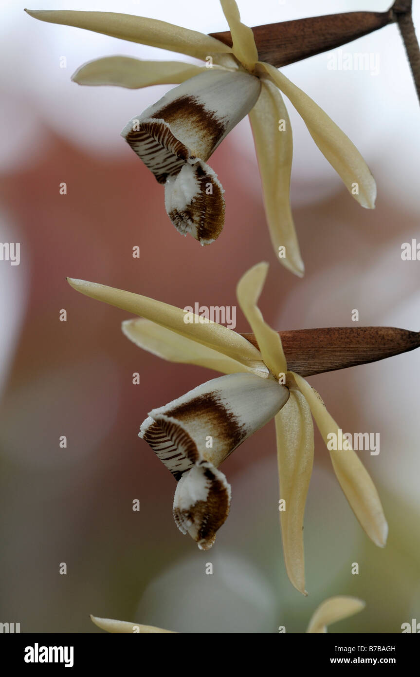 Coelogyne dayana orchid flower spike bianco marrone Foto Stock