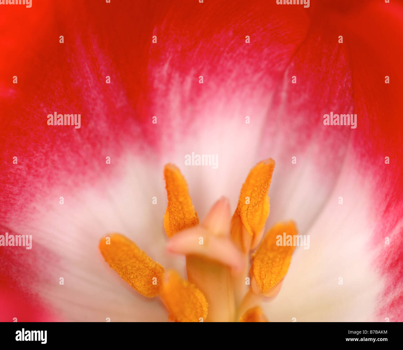 FLOWER POWER: vista macro del Tulip Foto Stock