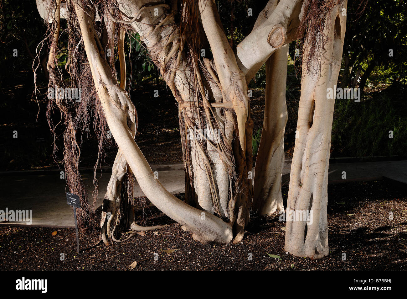 Ficus rubiginosa var glavescens dettaglio del tronco e radici aeree Foto Stock