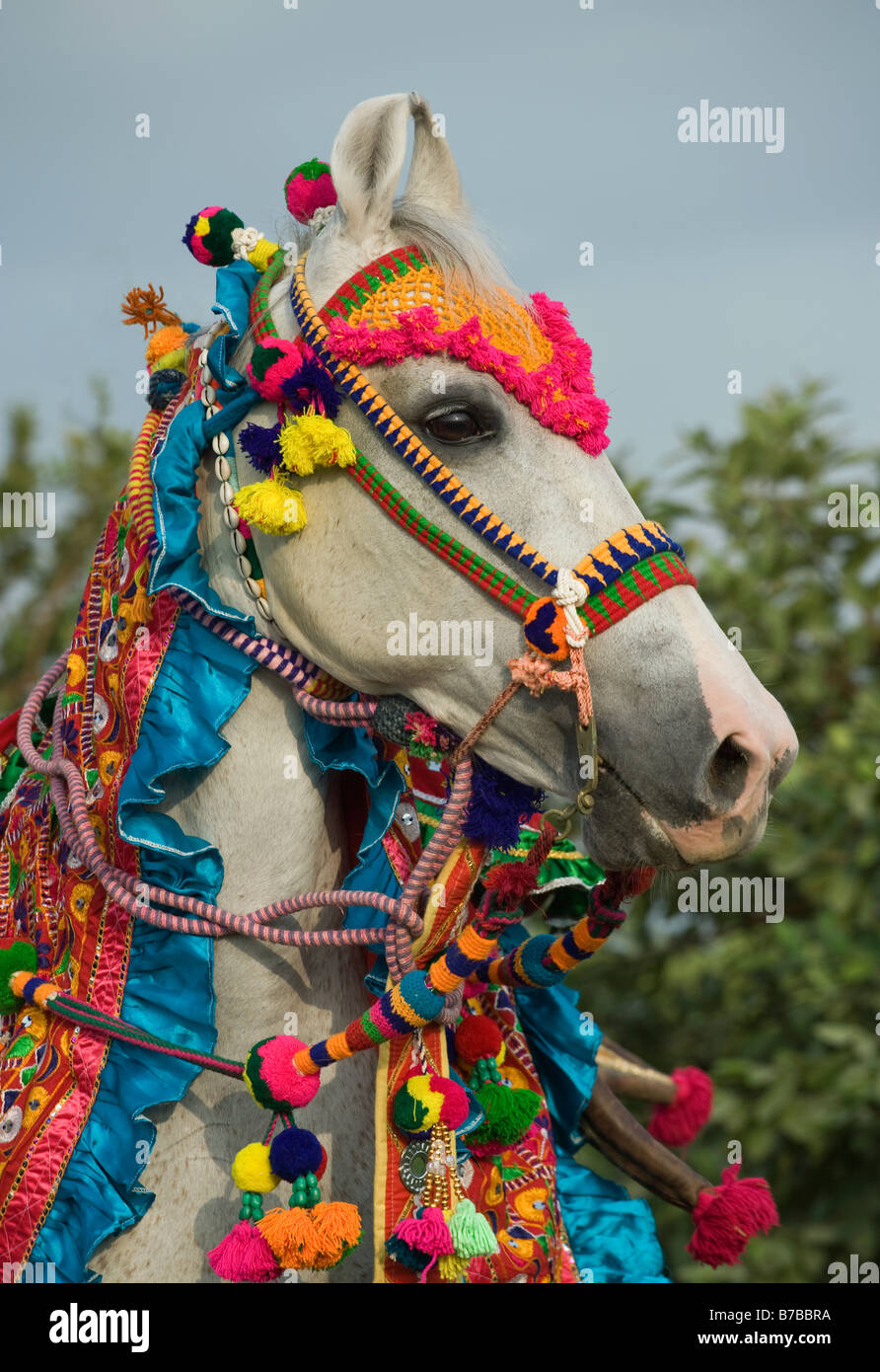 Cavallo India orecchie curvo Asia esotiche Indiane asiatiche Foto Stock